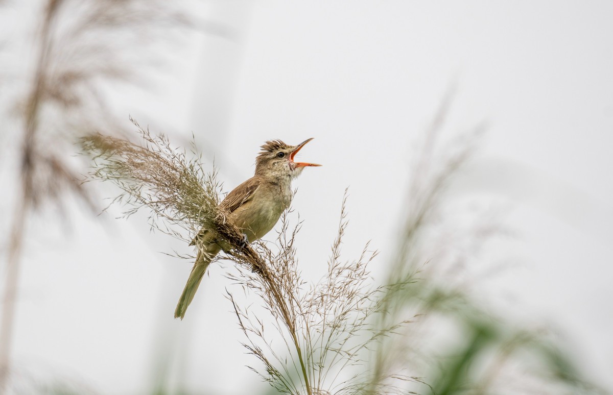 爱唱歌的大苇莺（二十一）