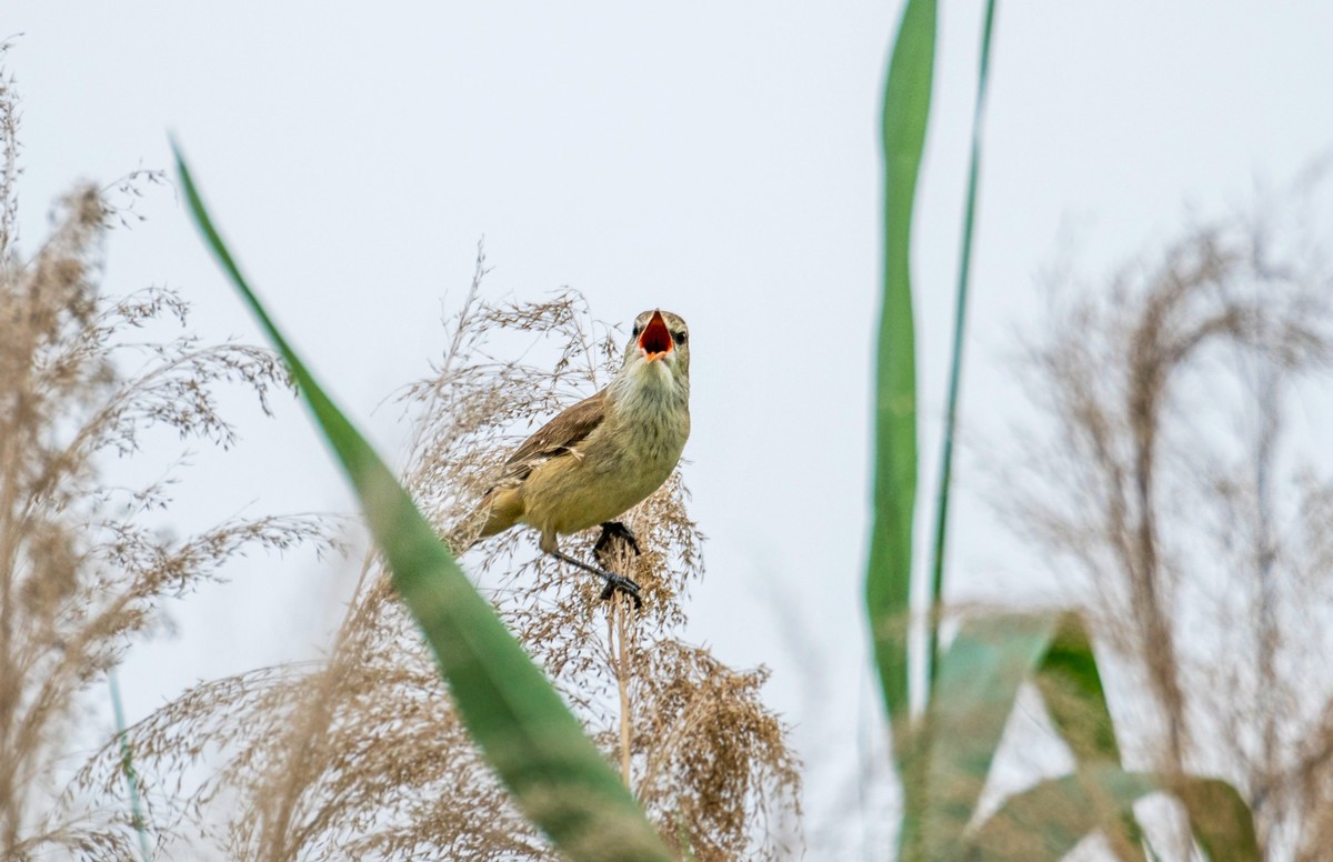 爱唱歌的大苇莺（二十一）