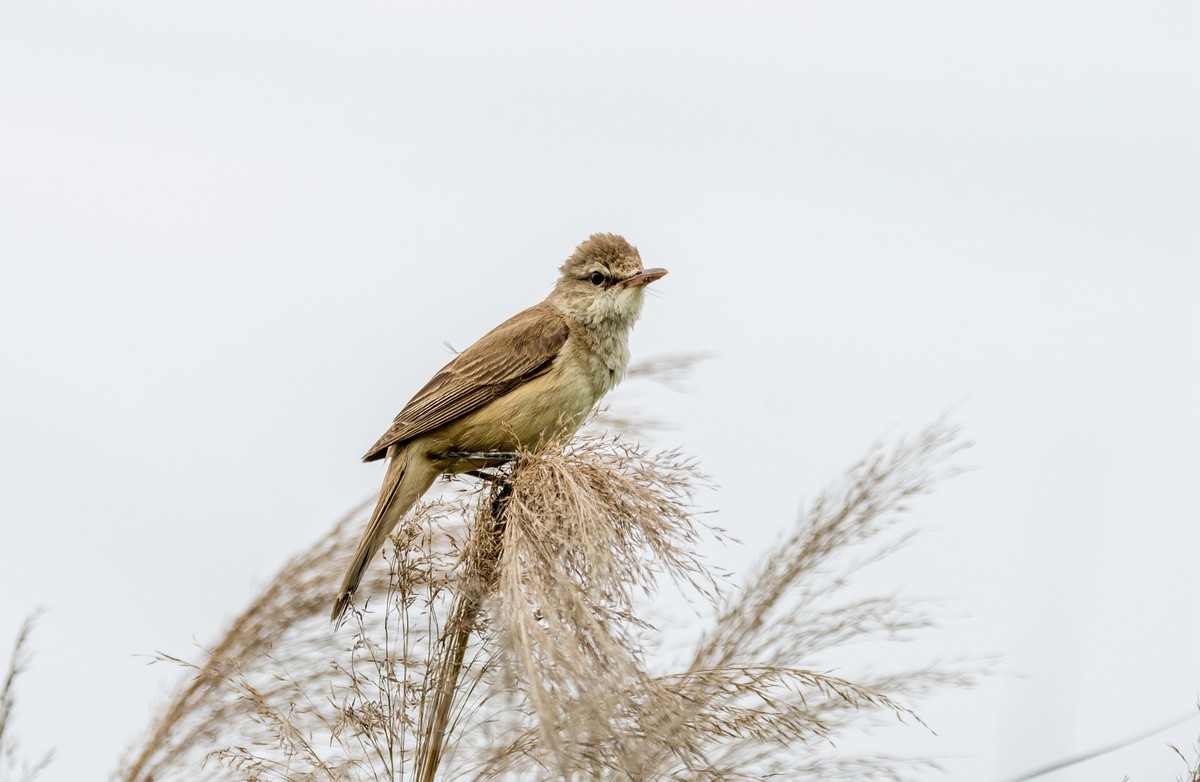 爱唱歌的大苇莺（二十一）