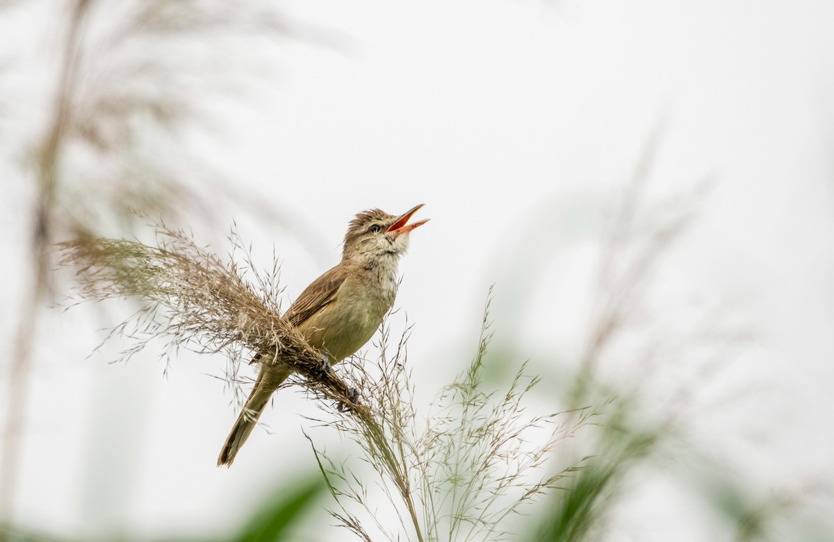 爱唱歌的大苇莺（二十一）