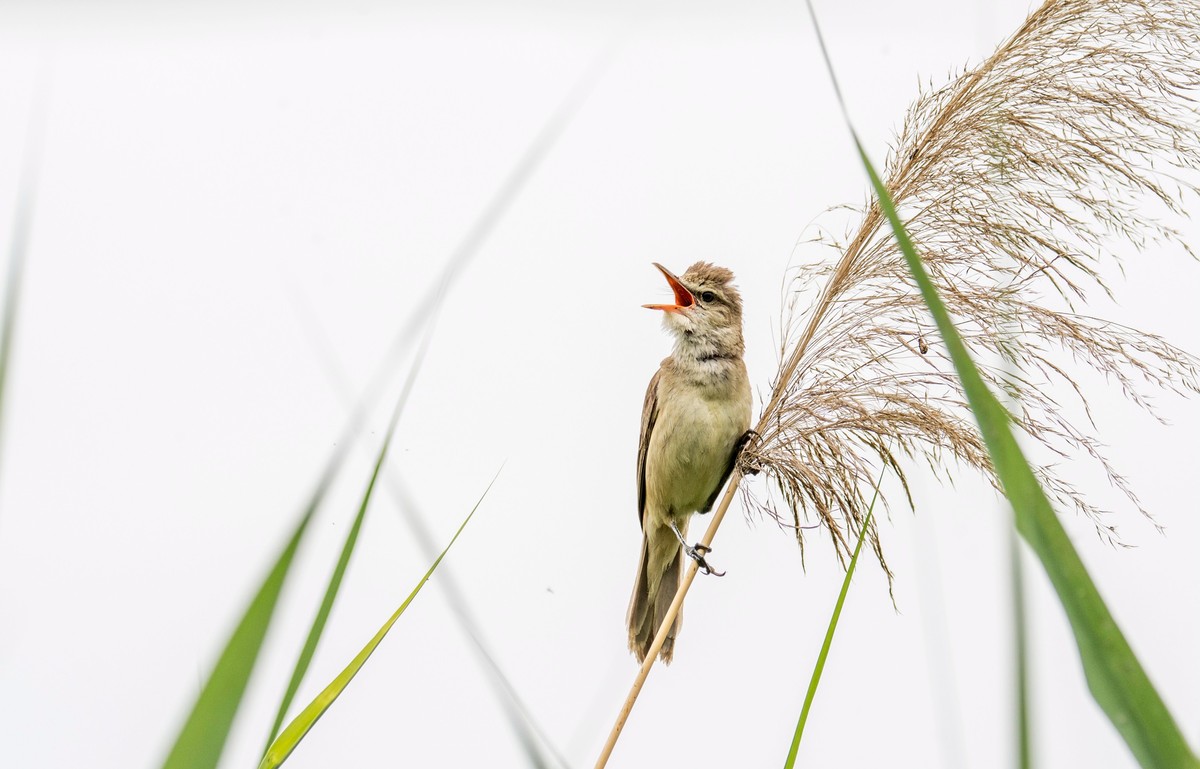 爱唱歌的大苇莺（二十一）
