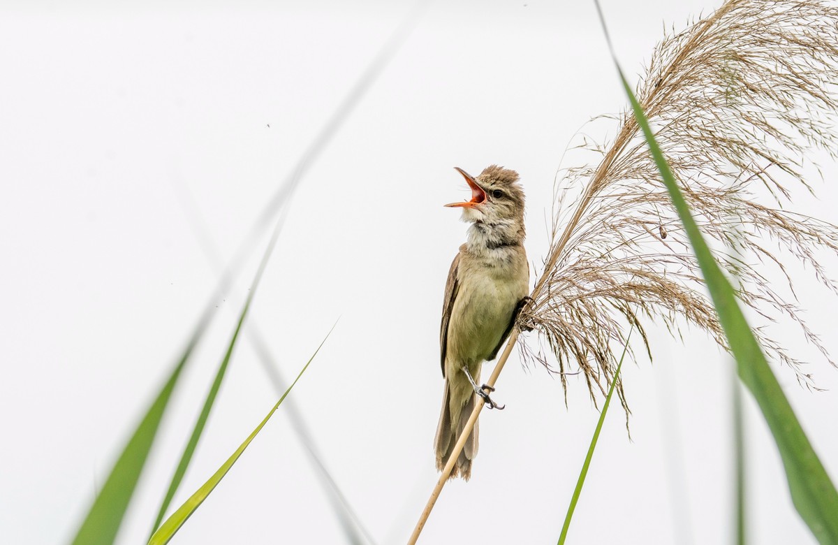 爱唱歌的大苇莺（二十一）
