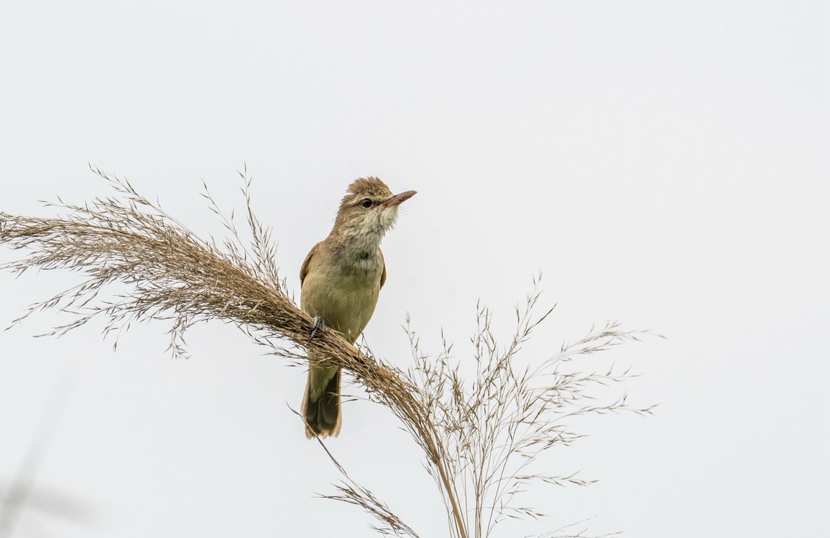 爱唱歌的大苇莺（二十一）