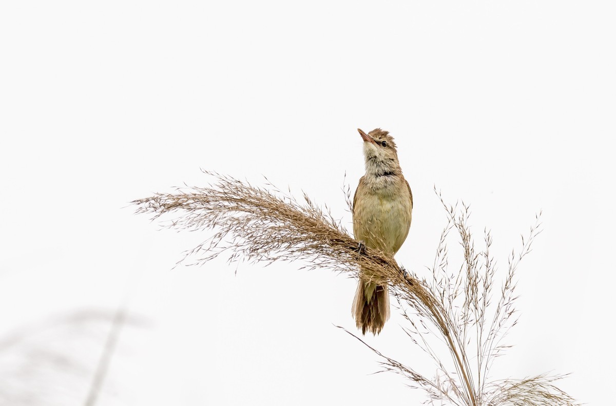 爱唱歌的大苇莺（二十一）