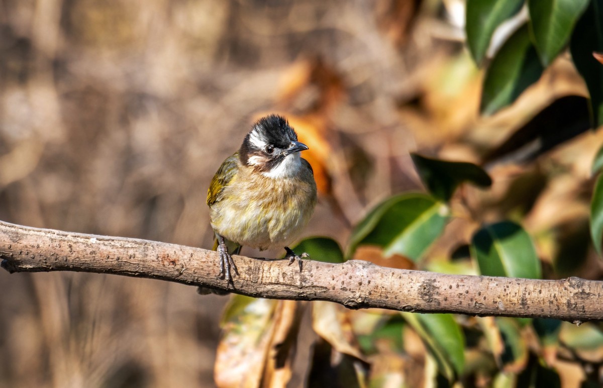 白头鹎（二十九）