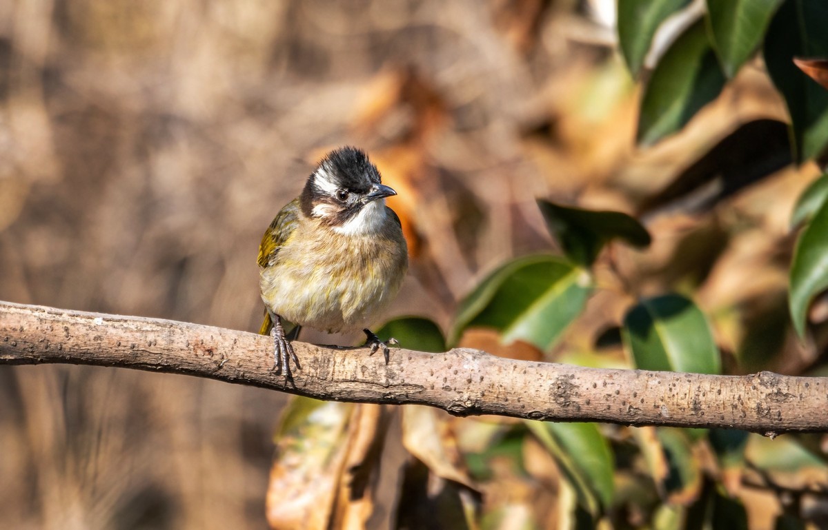 白头鹎（二十九）
