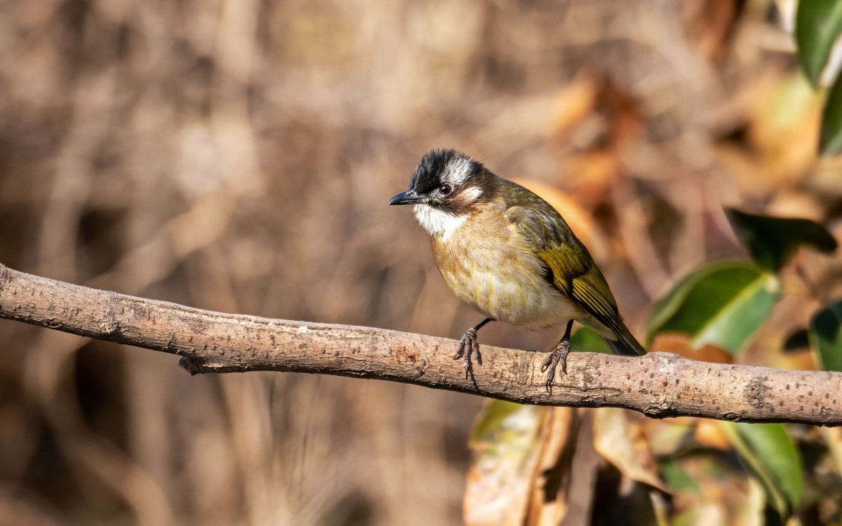 白头鹎（二十九）
