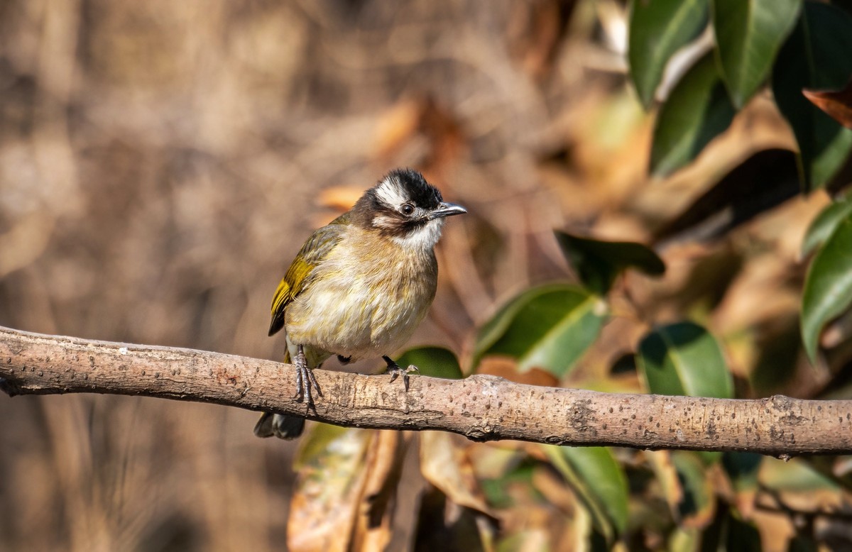 白头鹎（二十九）