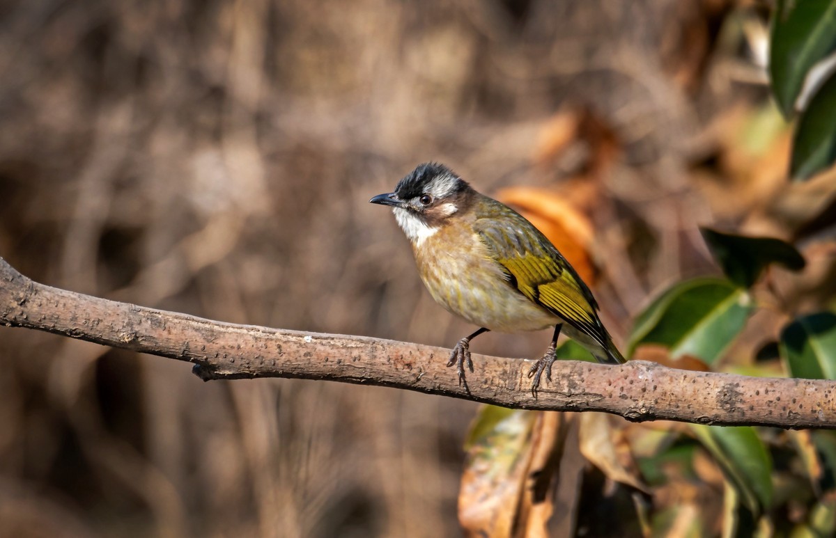 白头鹎（二十九）
