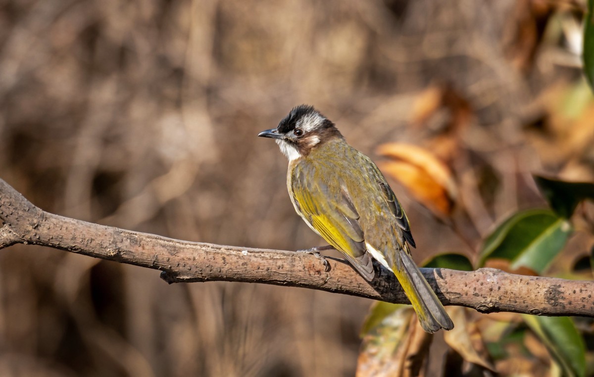 白头鹎（二十九）
