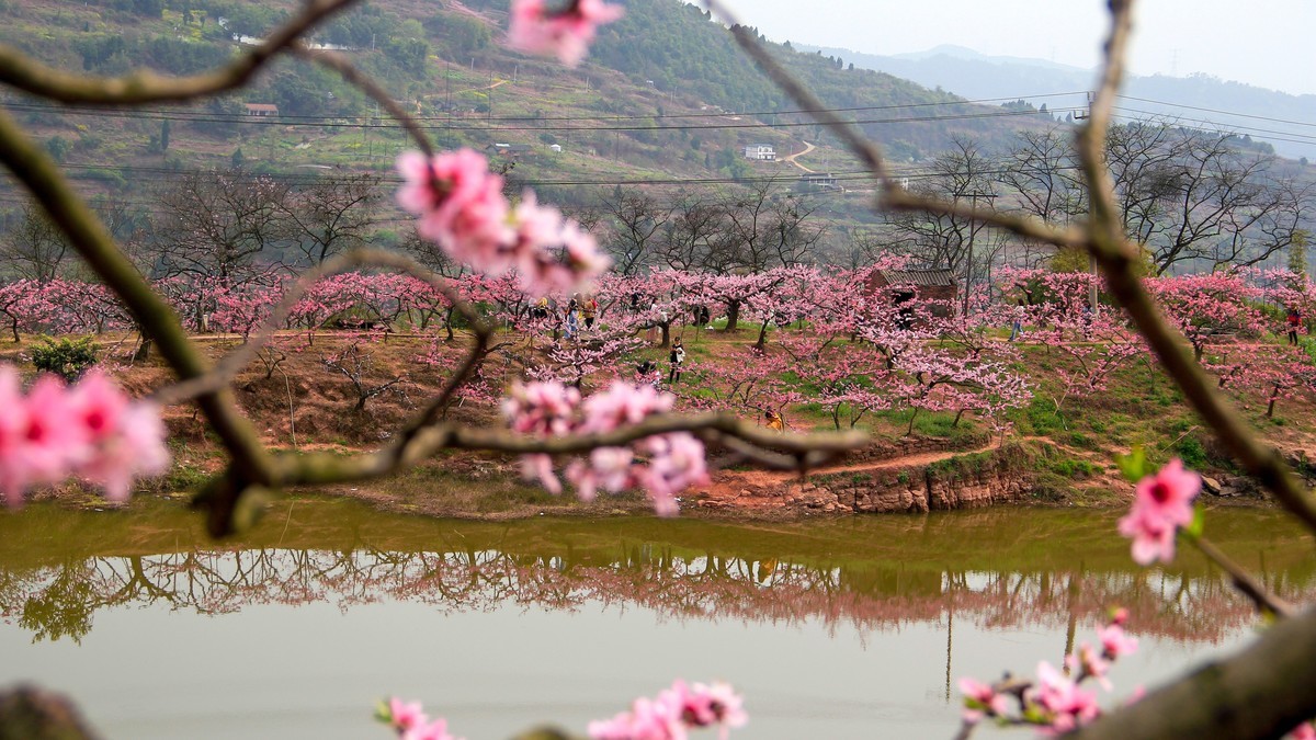 龙泉桃花沟图片