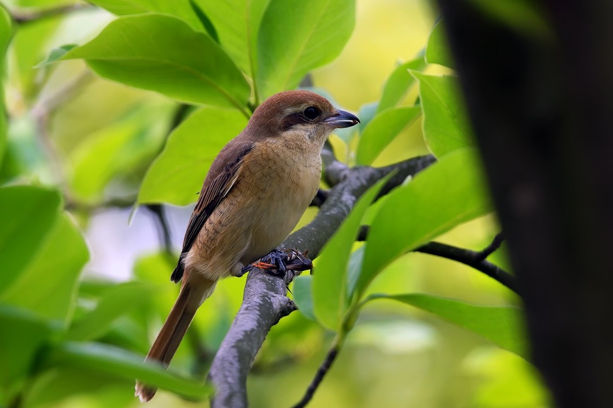 旧片_红尾伯劳7