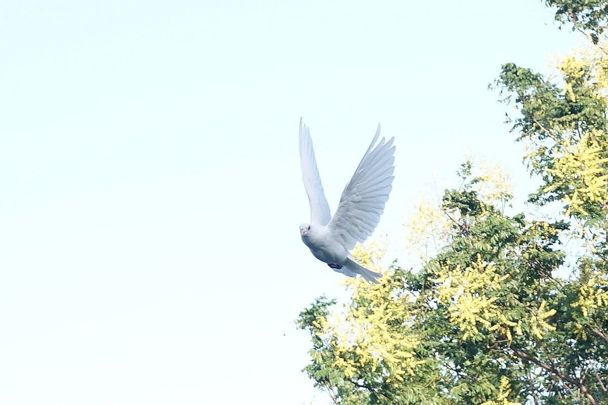 白鸽掠过树梢