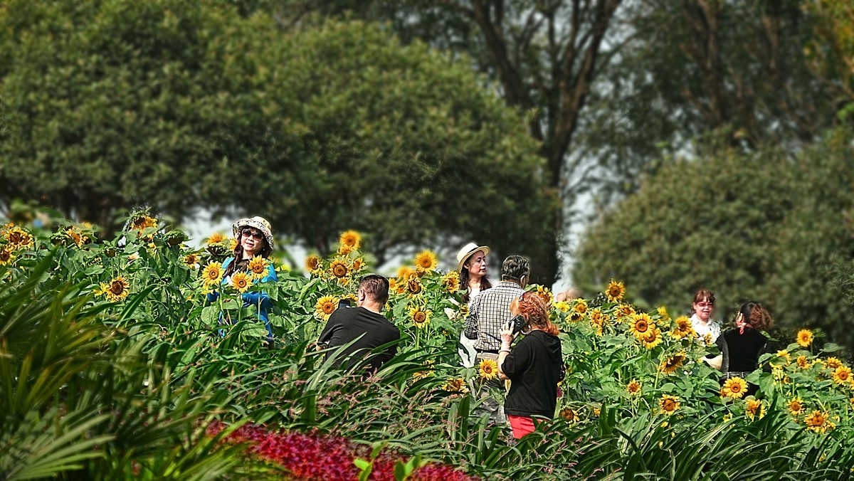 在秋天里赏花的心情