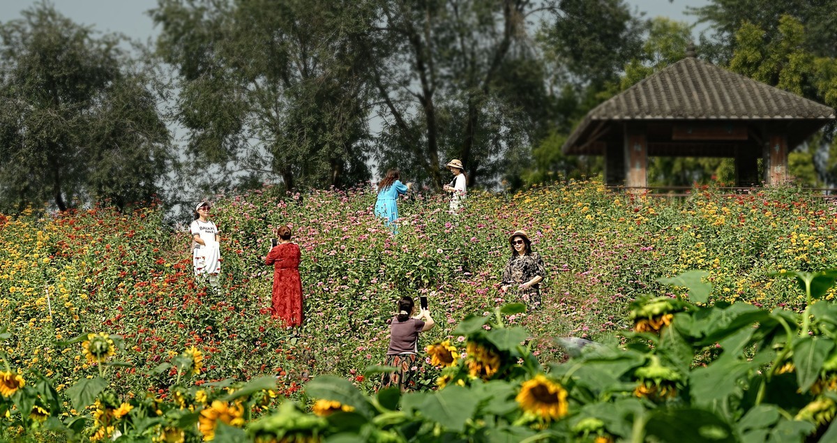 在秋天里赏花的心情