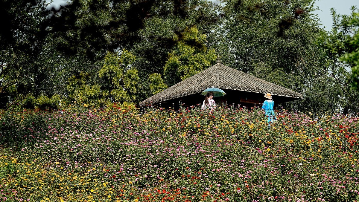 在秋天里赏花的心情