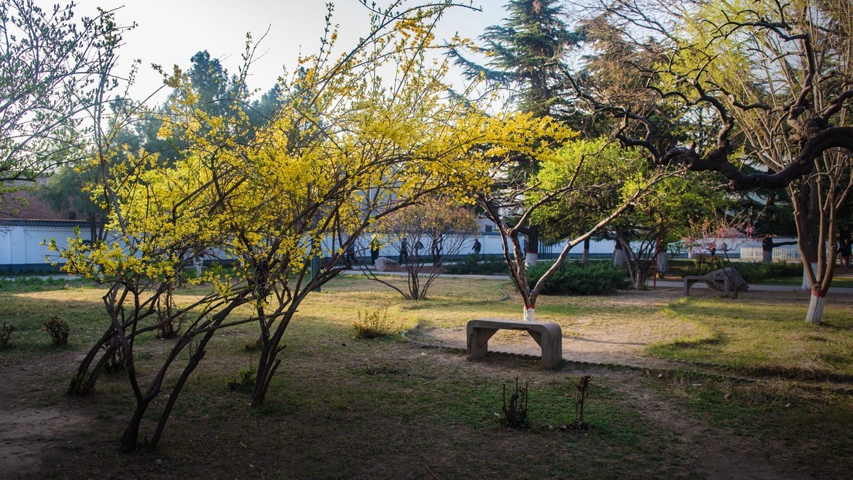 春到园林●（2）