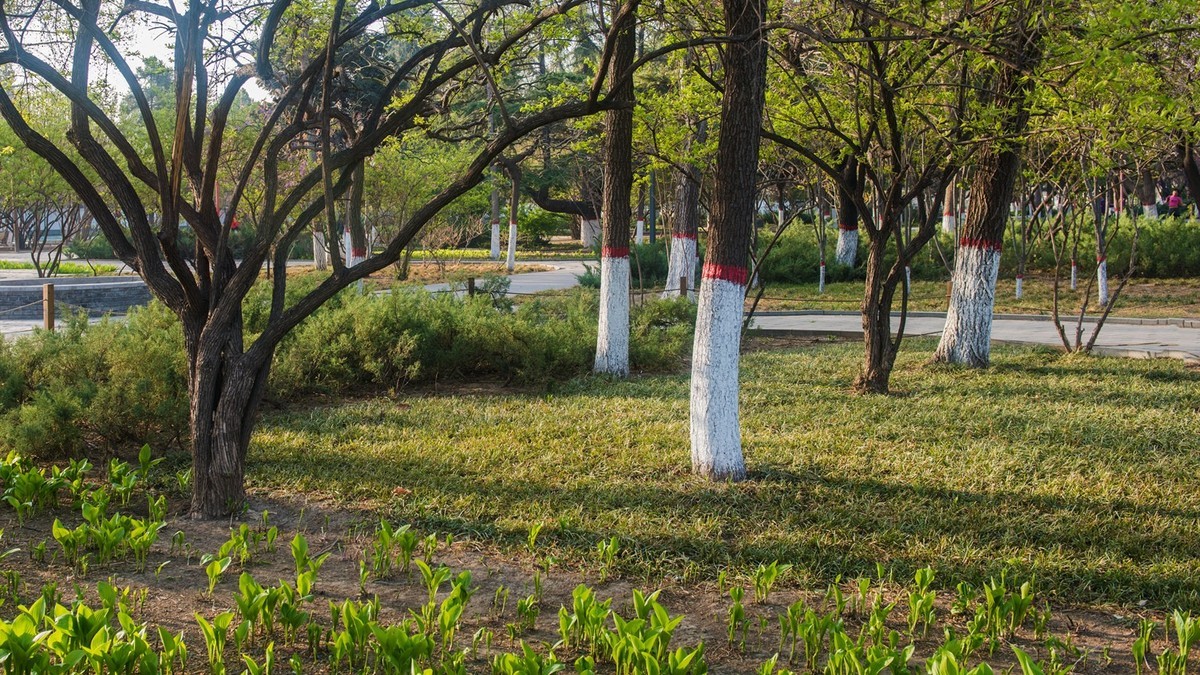 春到园林●（2）