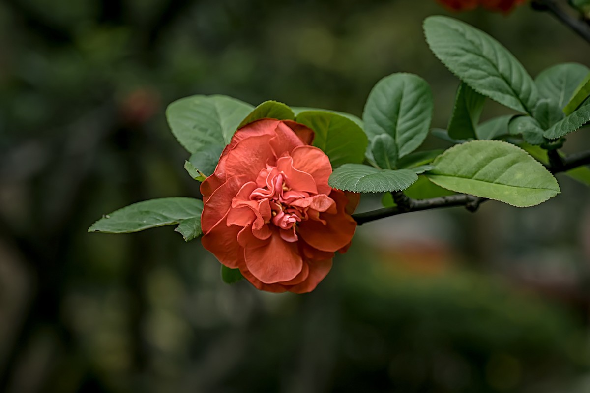 成都双流·棠湖公园