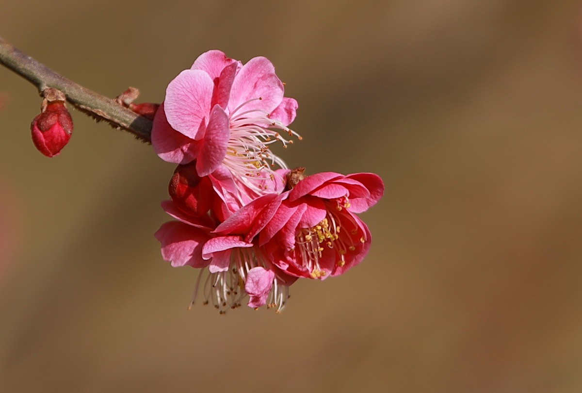 关东百花园（332）——红梅花开