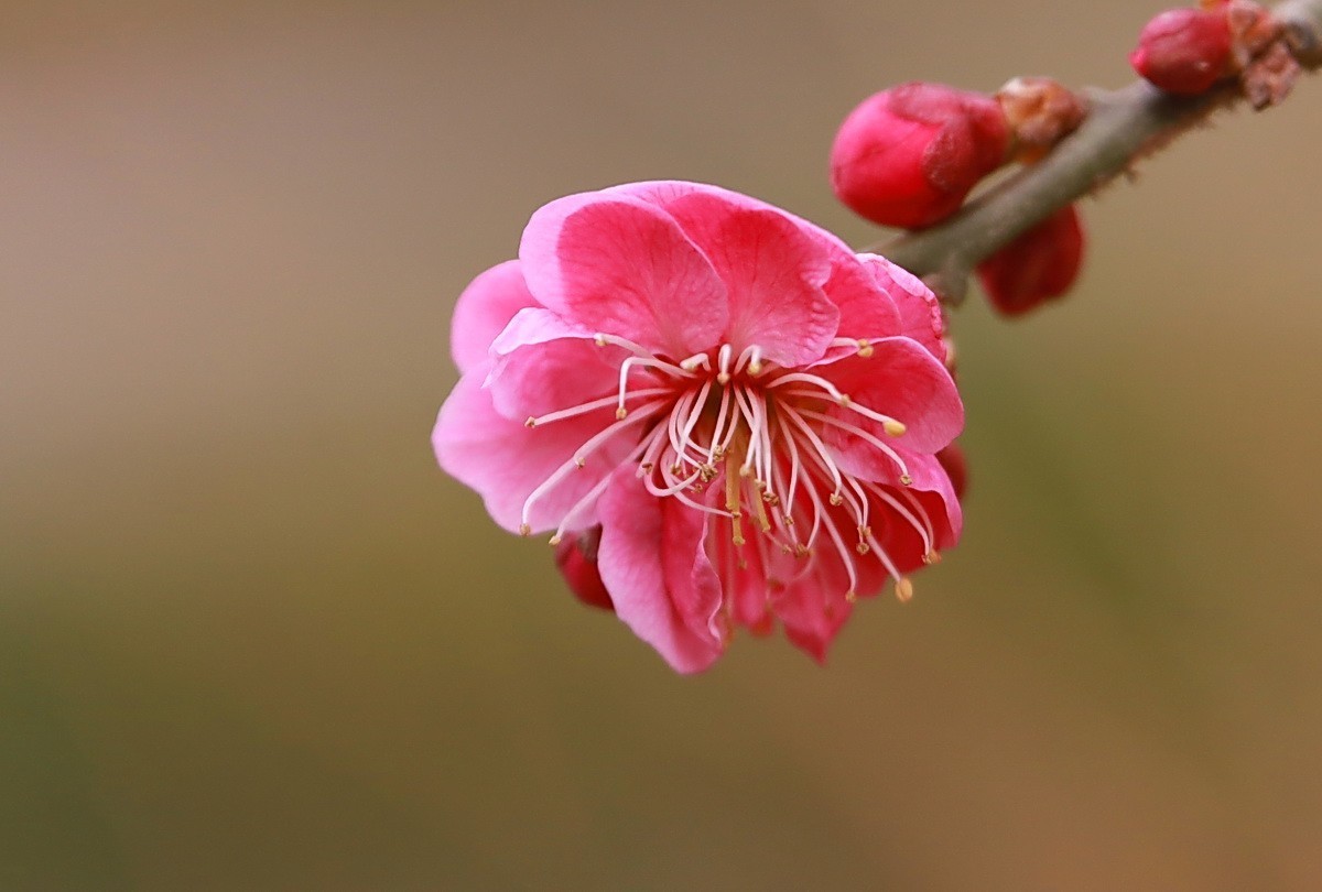 关东百花园（332）——红梅花开