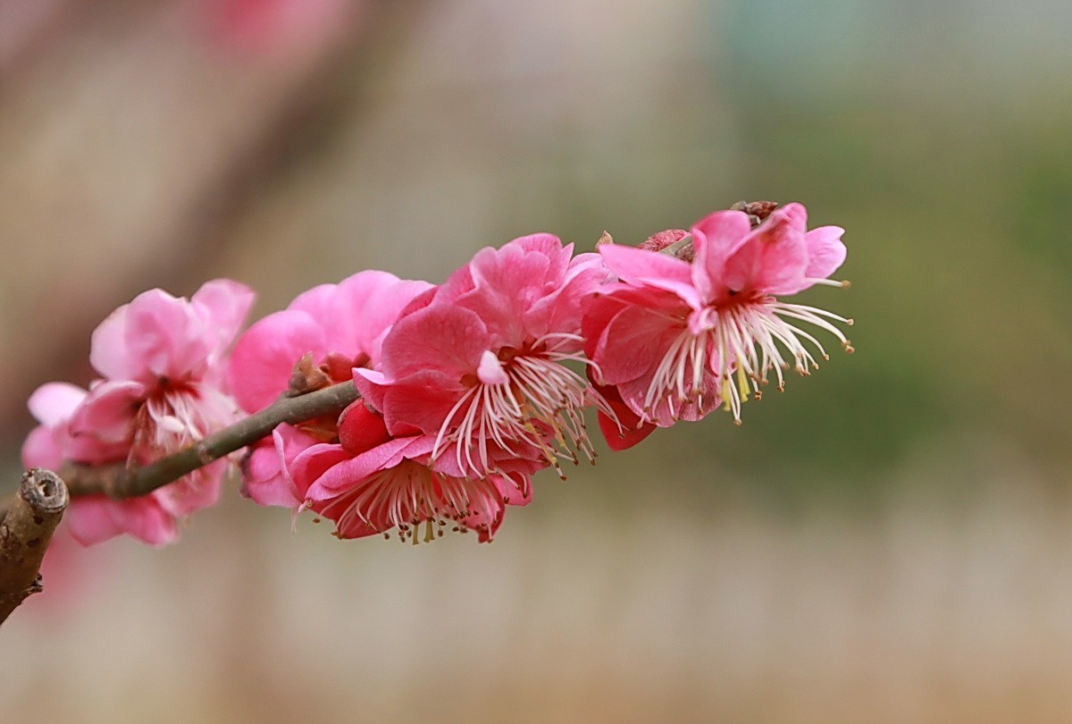 关东百花园（332）——红梅花开