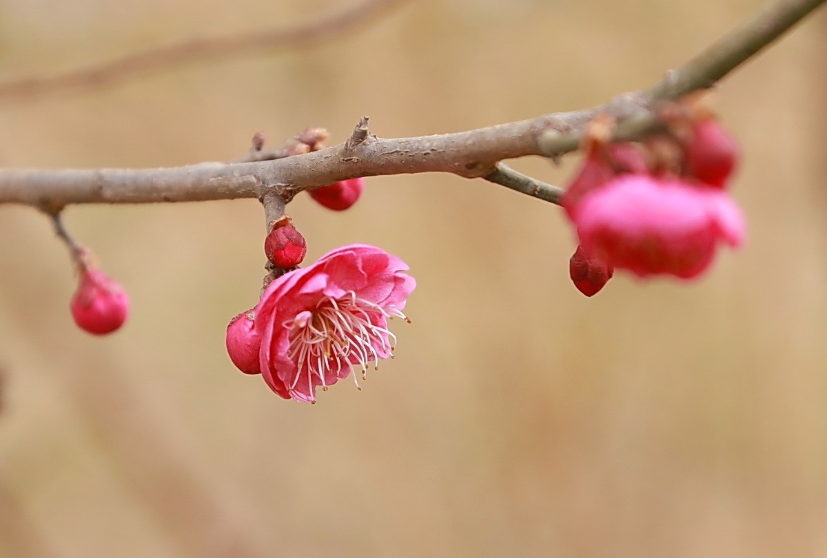 关东百花园（332）——红梅花开