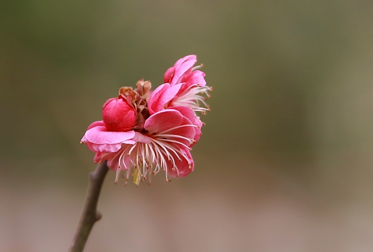关东百花园（332）——红梅花开