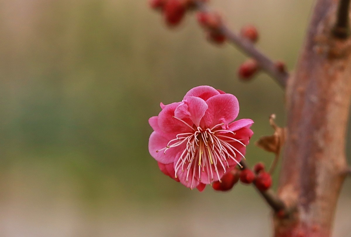 关东百花园（332）——红梅花开