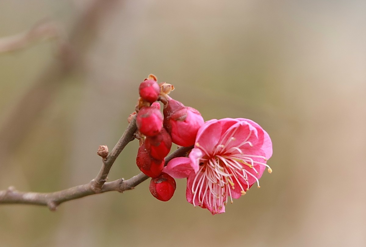 关东百花园（332）——红梅花开