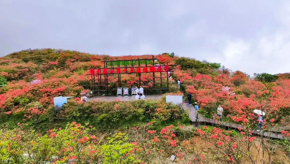 浏阳大围山高山杜鹃