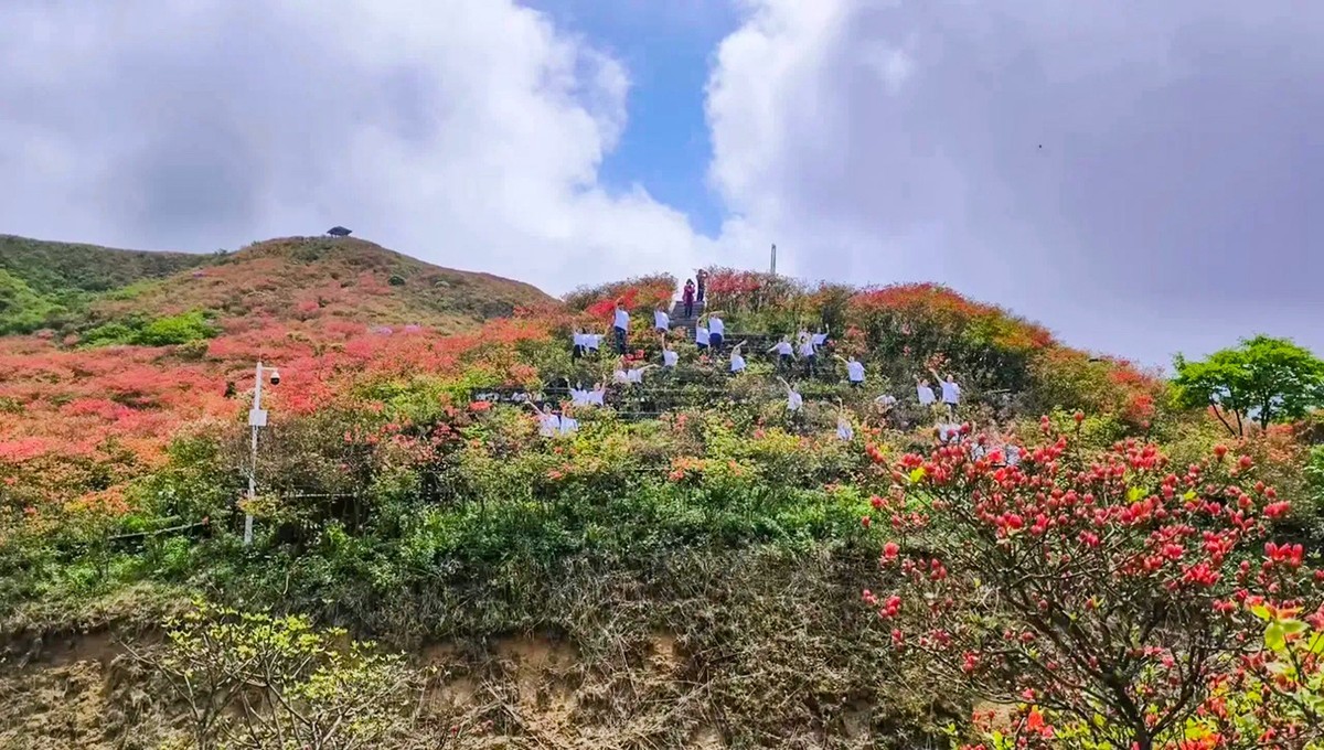 浏阳大围山高山杜鹃