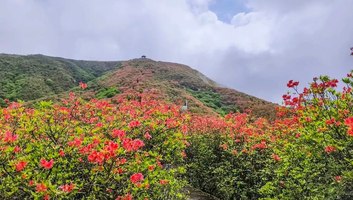 浏阳大围山高山杜鹃
