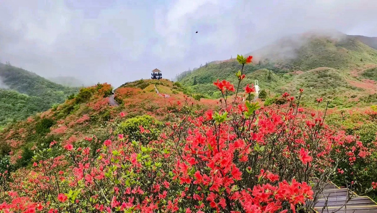 浏阳大围山高山杜鹃