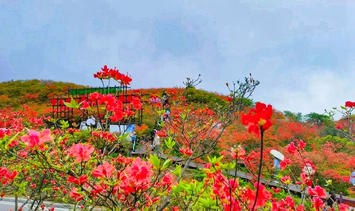 浏阳大围山高山杜鹃