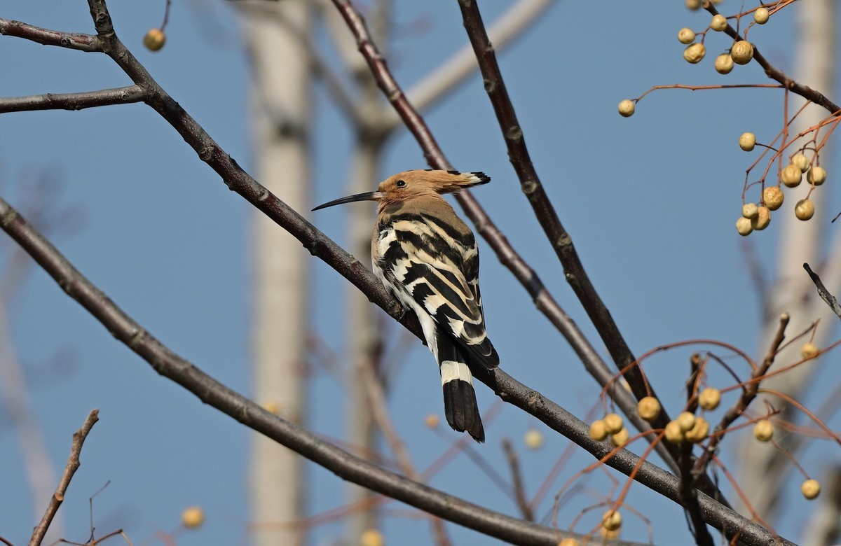 雾霾天竟然拍到了戴胜