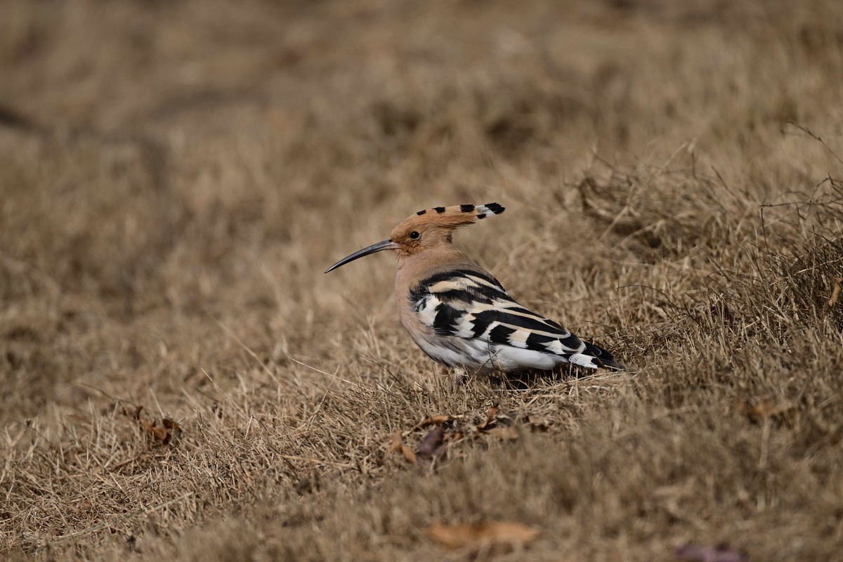 雾霾天竟然拍到了戴胜