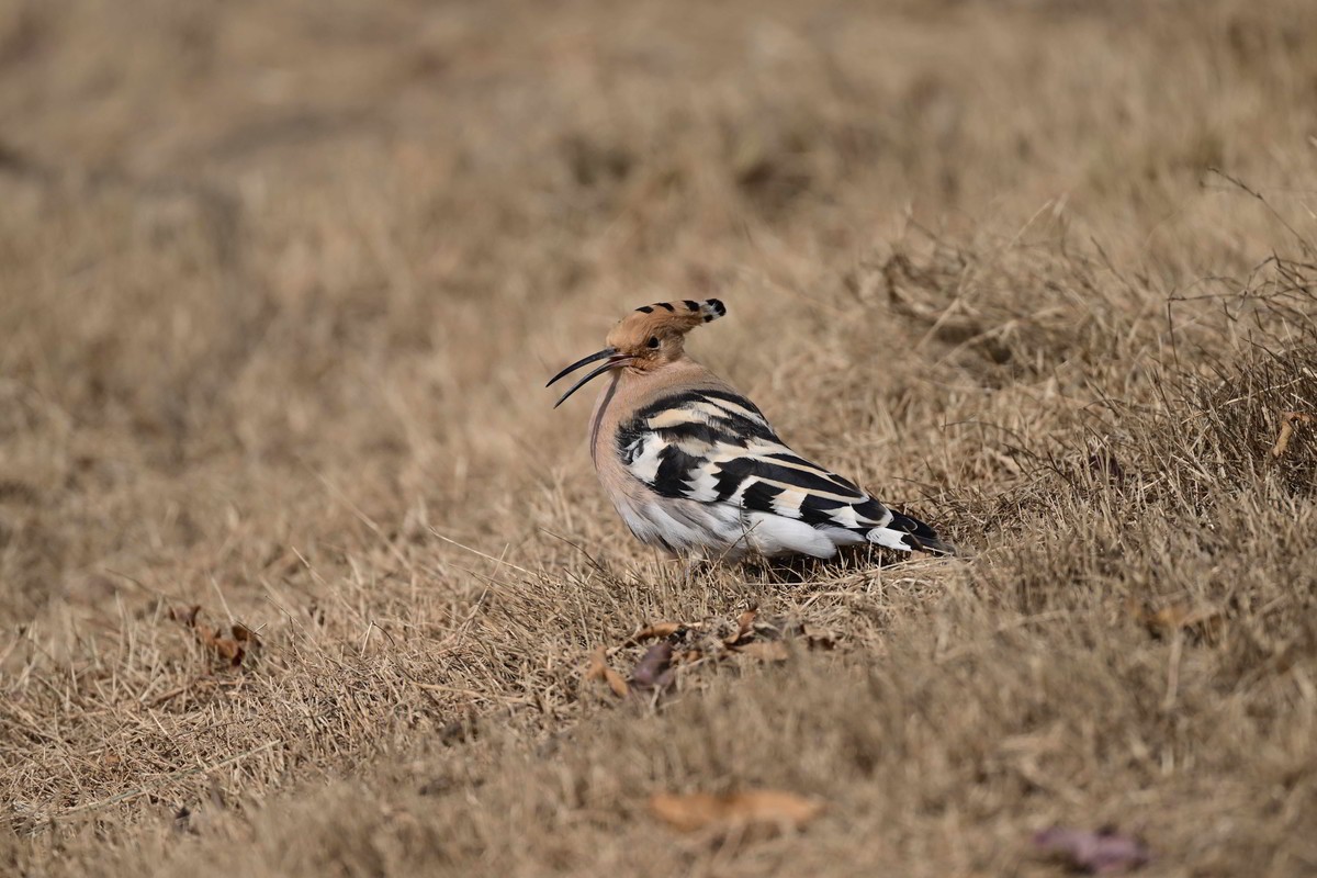 雾霾天竟然拍到了戴胜