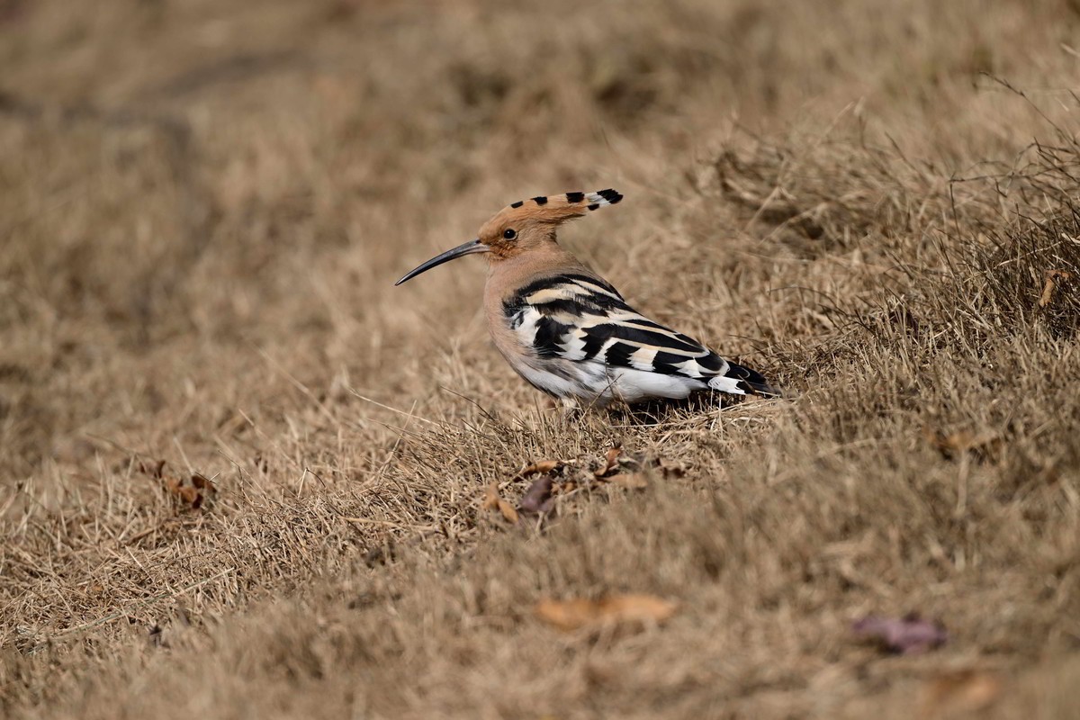雾霾天竟然拍到了戴胜