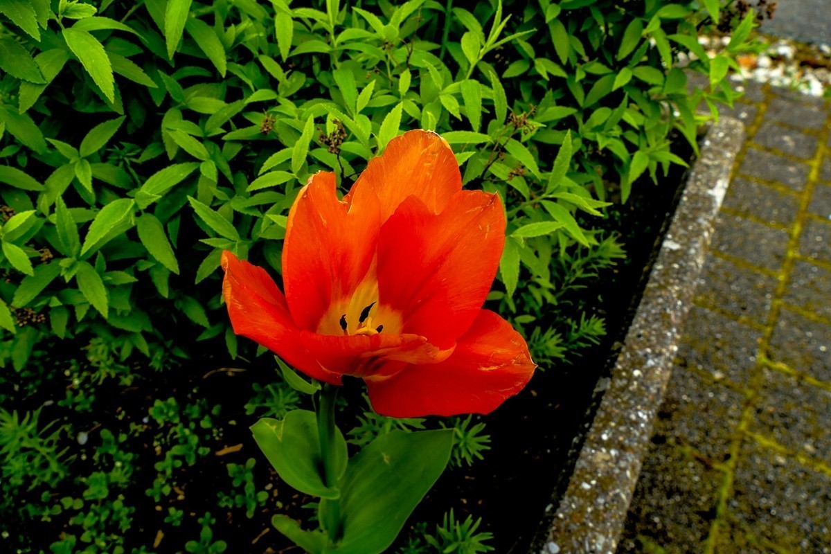 携花拜友，祝师友春安！！！