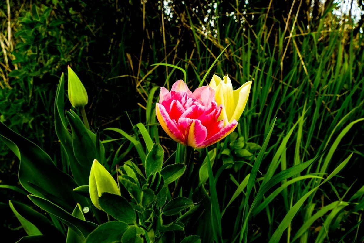 携花拜友，祝师友春安！！！