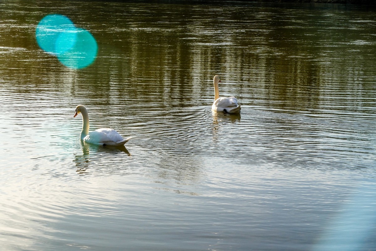 携“莱茵天鹅”，祝师友春安！！！