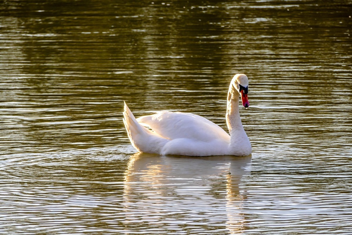 携“莱茵天鹅”，祝师友春安！！！