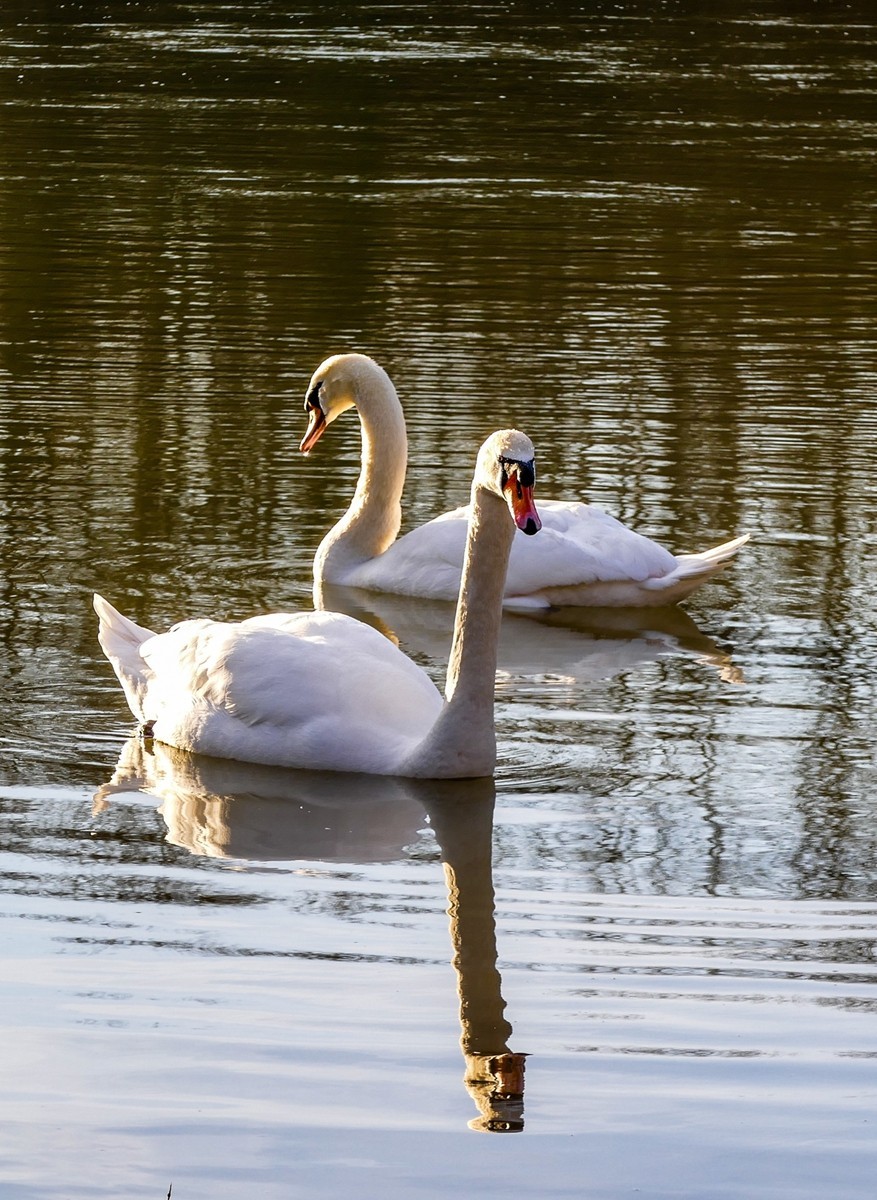 携“莱茵天鹅”，祝师友春安！！！