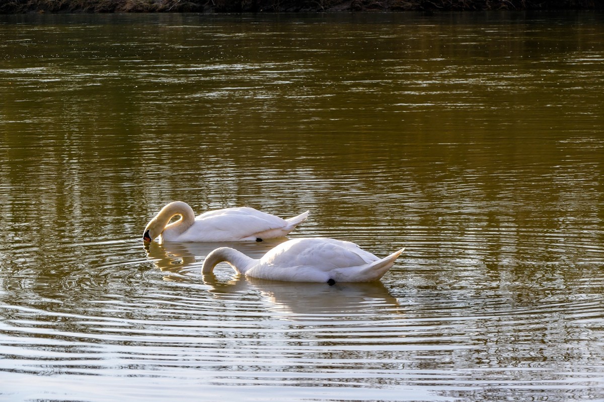 携“莱茵天鹅”，祝师友春安！！！