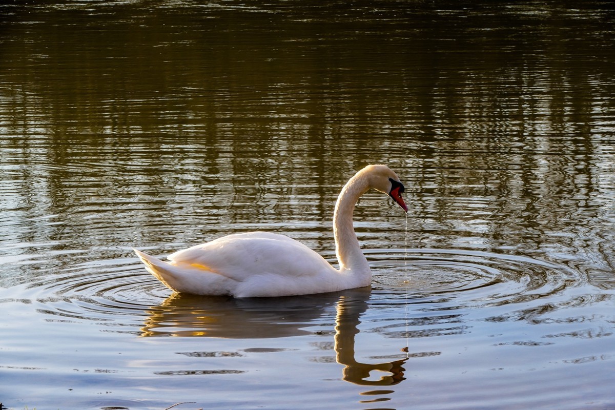 携“莱茵天鹅”，祝师友春安！！！