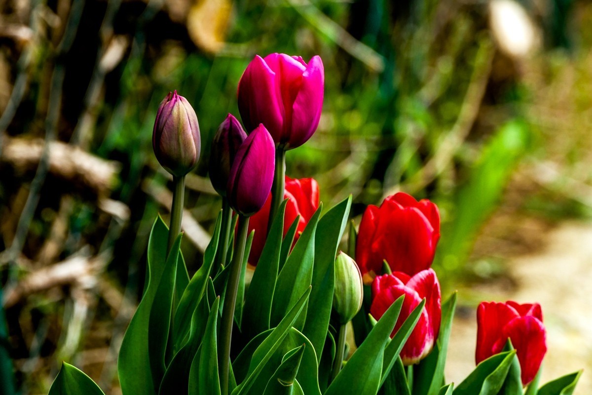 携花拜友，祝师友春安！！！