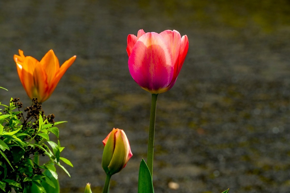 携花拜友，祝师友春安！！！