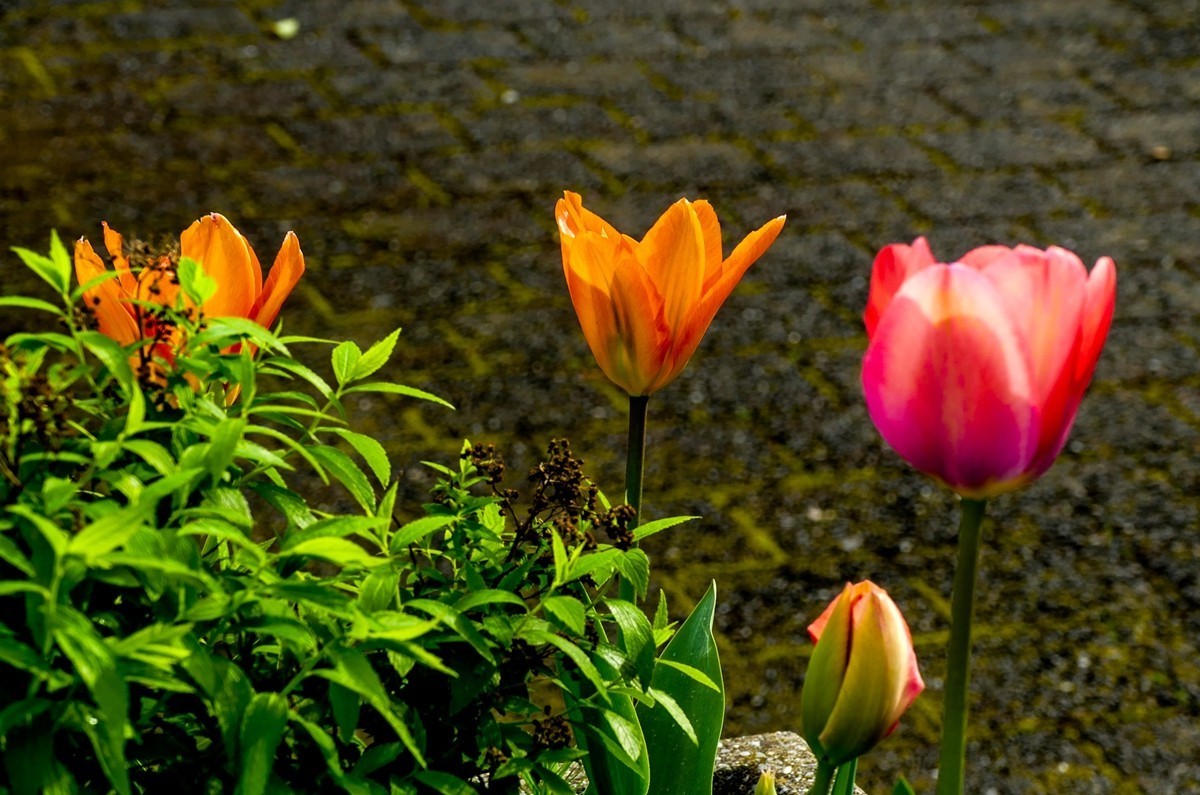 携花拜友，祝师友春安！！！