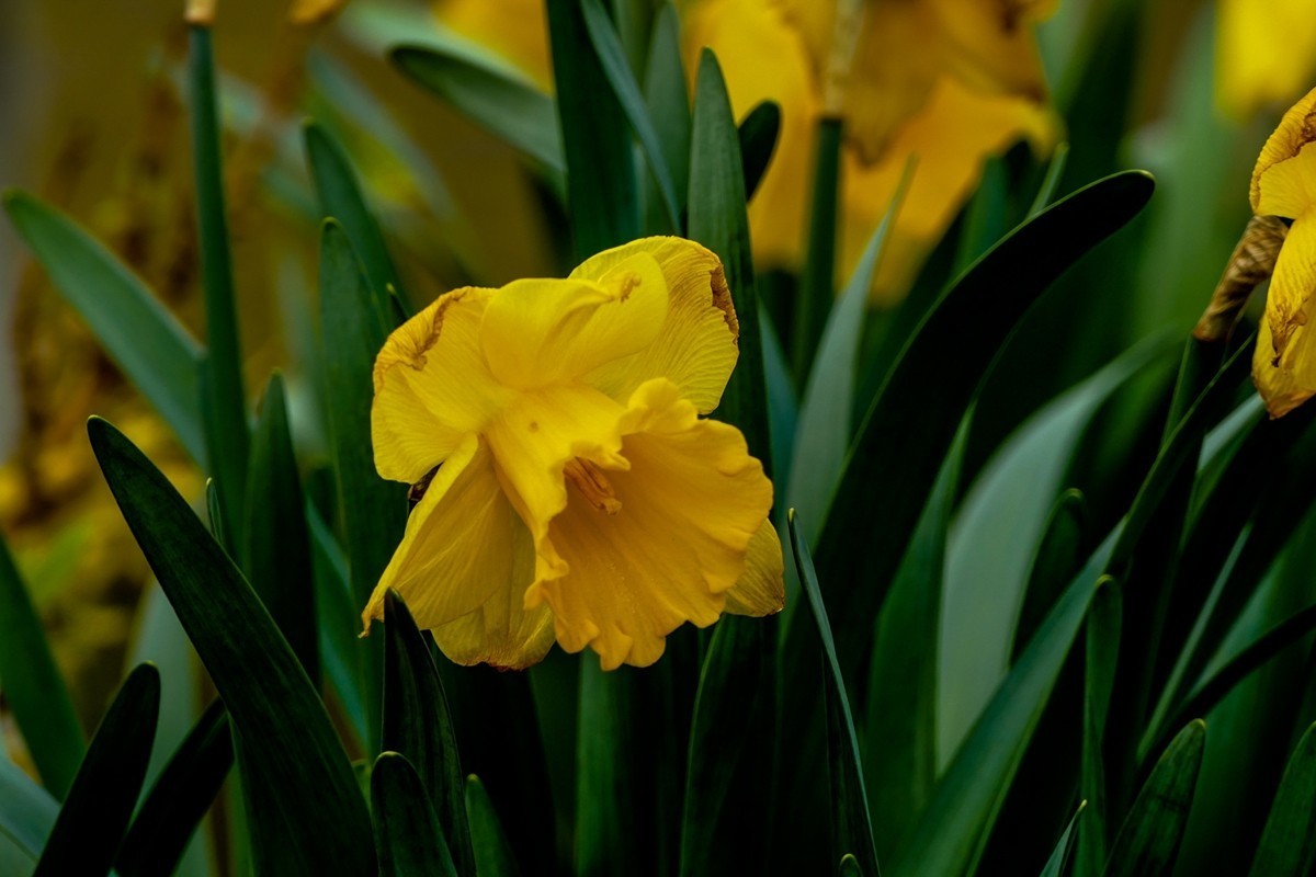携花拜友，祝师友春安！！！